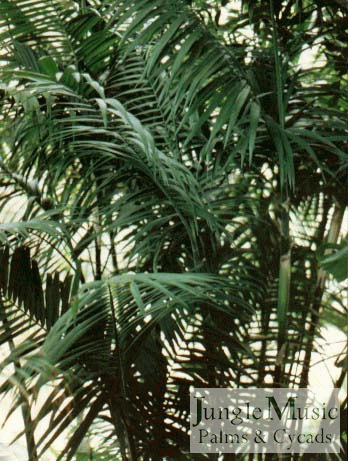 Chamaedorea schippii garden